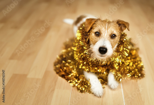 Fotografia Cute happy christmas new year pet dog looking in golden garland decoration