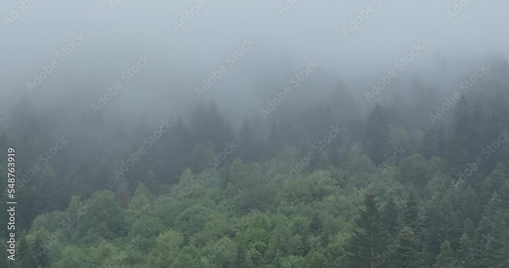 Rainy weather in mountains. Misty fog blowing over pine tree forest. Aerial footage of spruce forest trees on the mountain hills at misty day. Morning fog at beautiful forest. Rainy weather in mountains. Misty fog blowing over pine tree forest. Aerial footage of spruce forest trees on the mountain hills at misty day. Morning fog at beautiful forest.