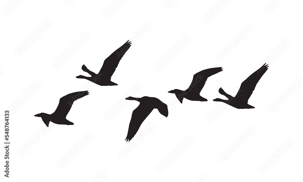 Fototapeta premium Flying Birds Silhouette 