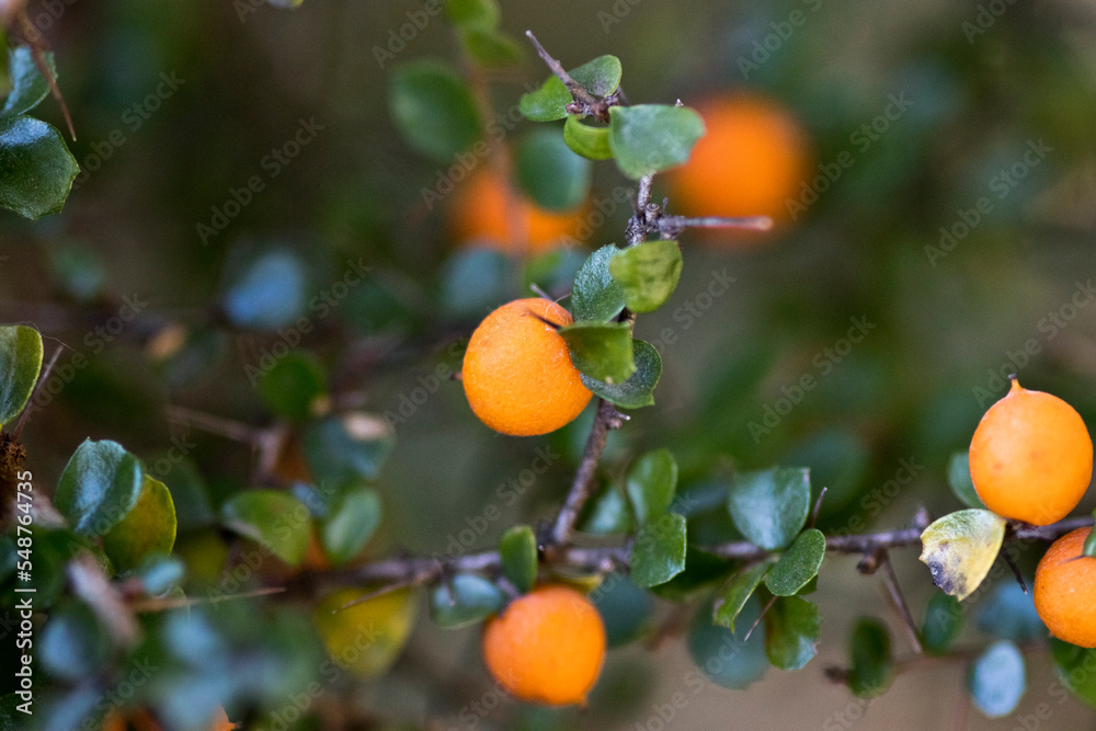 Orange Berries