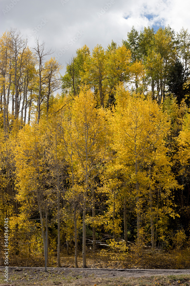 Fototapeta premium Birch Forest Autumn