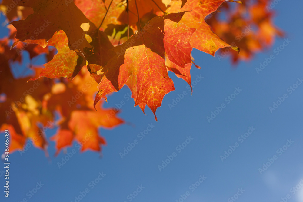 Fototapeta premium Maple Leaves