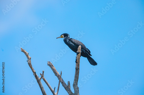 Canvas Print Biodiversity protection of insular ecosystems many birds fly over rivers sea birds and island populations