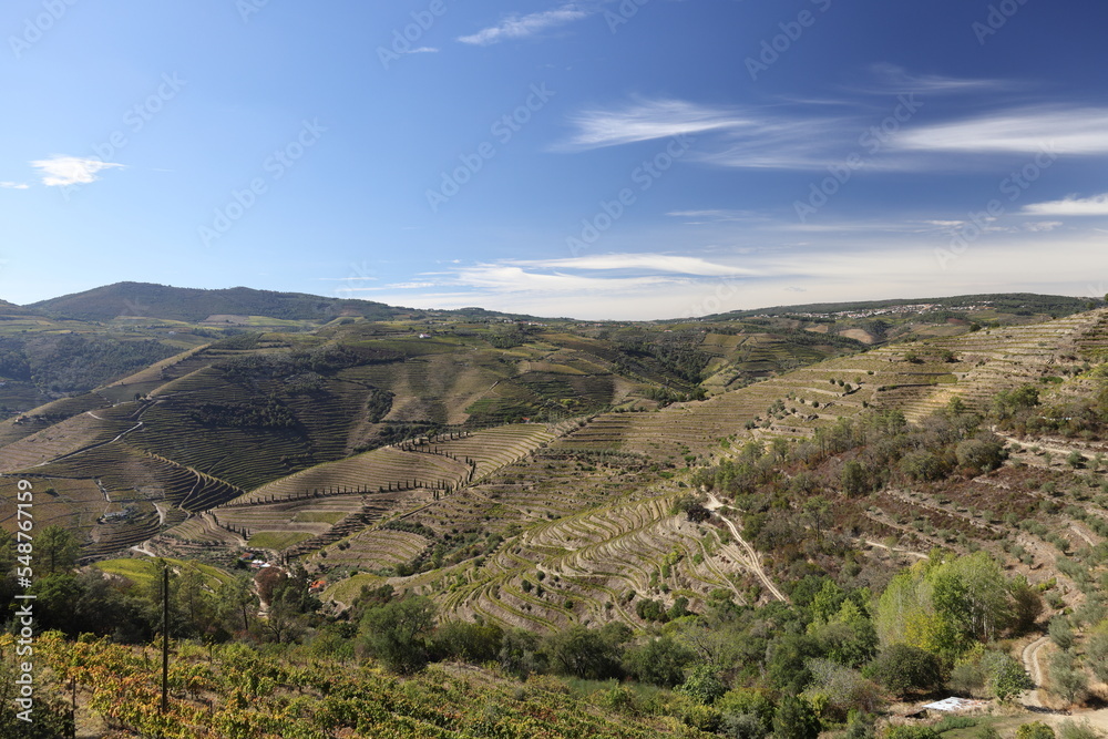 Naklejka premium The Douro river and the terraced vineyards near Folgosa do Douro, Alto Douro. A UNESCO World Heritage Site, Portugal