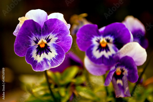 Blue Pansy Pansies Violas Summer Flowers