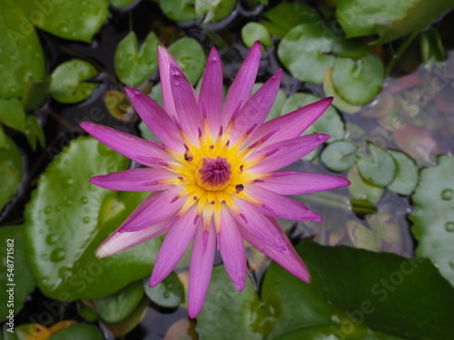 pink lotus flower