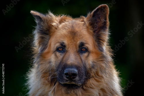 Head shot of German Shepherd dog