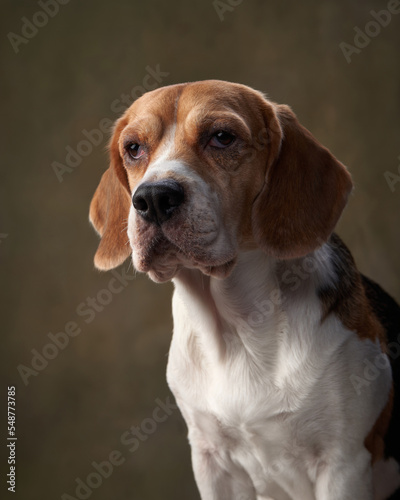 beagle dog on a green canvas background. Happy pet in the studio