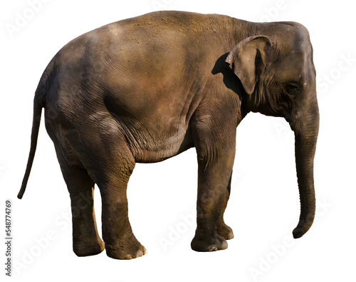 elephant isolated