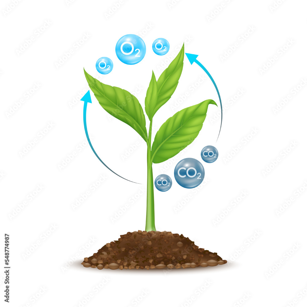 Seedling with leaf green grows from seed in soil. Tree photosynthesis