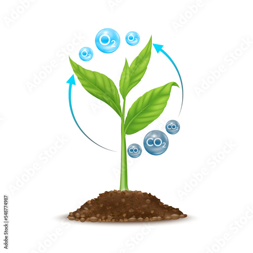 Seedling with leaf green grows from seed in soil. Tree photosynthesis process absorbs carbon dioxide CO2 greenhouse gas and produces oxygen O2 molecules. Save nature environment ecology. Vector.