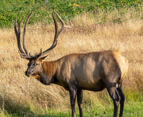 Roosevelt Elk Bulls in Velvet