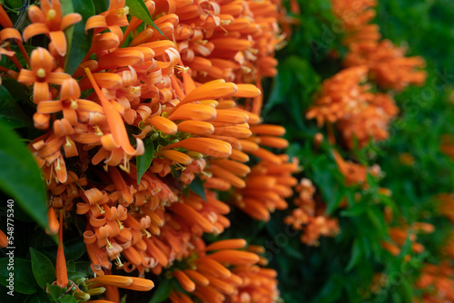 Orange flowers and green leaves summer background. Flamevine blossoms closeup photo