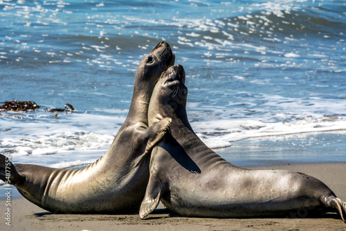 Elephant Seals 