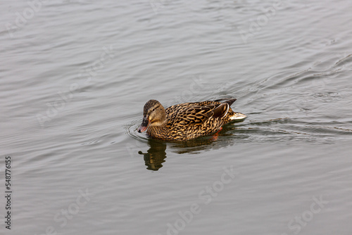 Duck swimming in a river