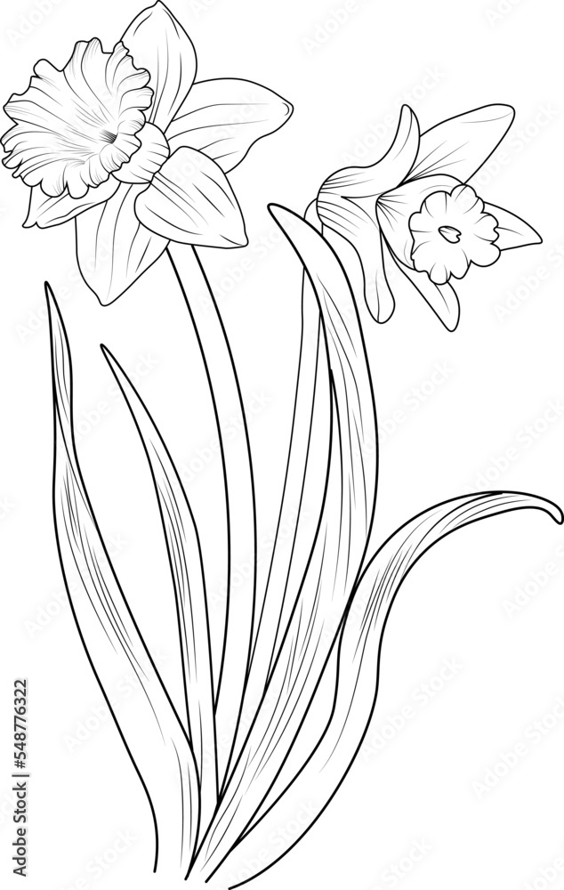 Daffodil flower Black and white outline vector coloring book page for