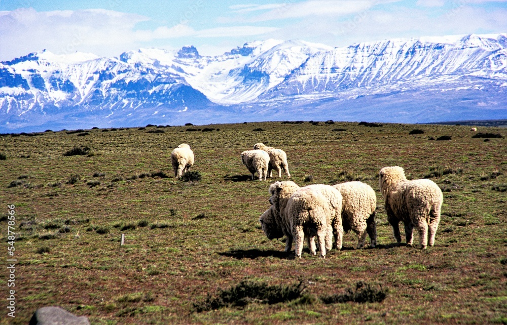 Halbwild lebende Schafe in der unendlich weiten und dünn besiedelten Landschaft von Patagonien vor vergletscherten Bergen