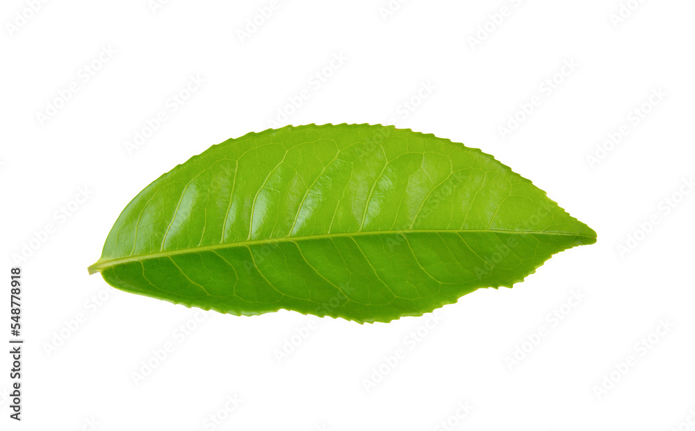 Fototapeta premium Green tea leaf on transparent png