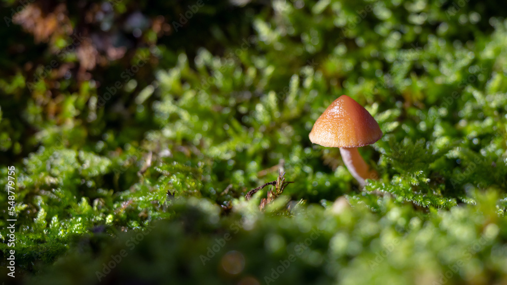 Kleiner Pilz im Moos Kleiner Pilz im Moos