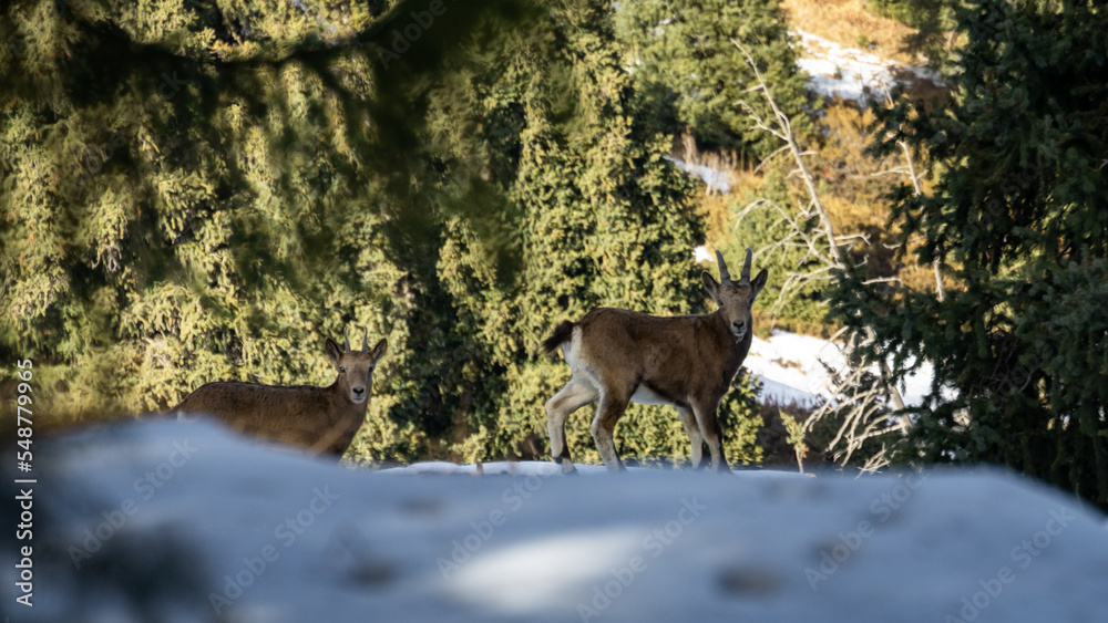 mountain goats in the forest. little mountain goats mountain goats in the forest. little mountain goats