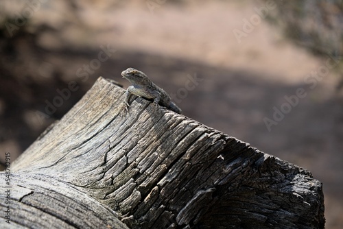 Canyon lizard on the tree stump in Nevada park (Sceloporus merriami) photo