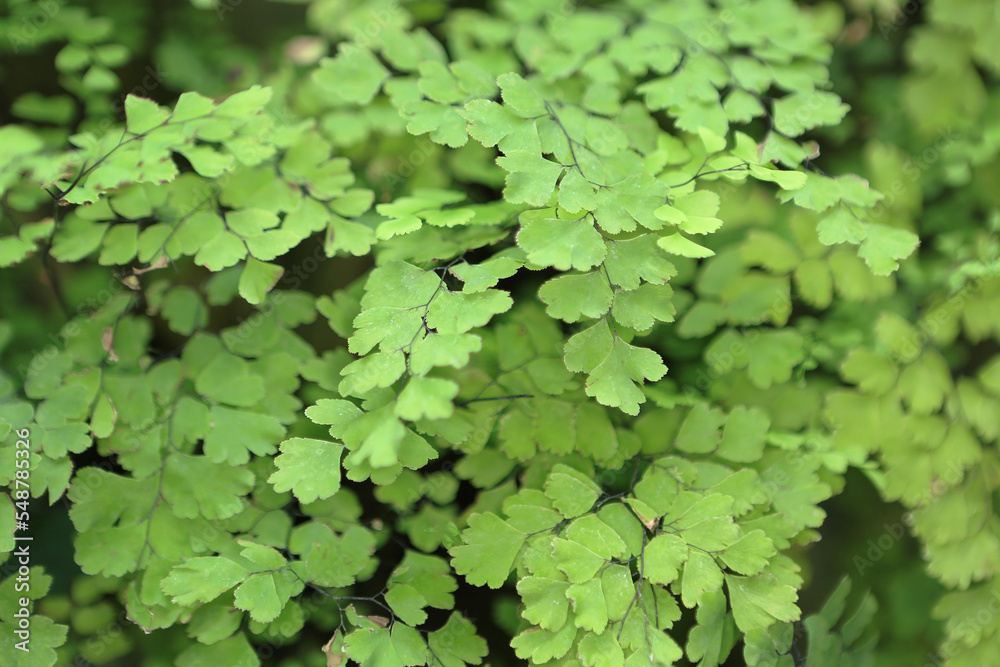 Fototapeta premium a Green leaves background, the nature concept image