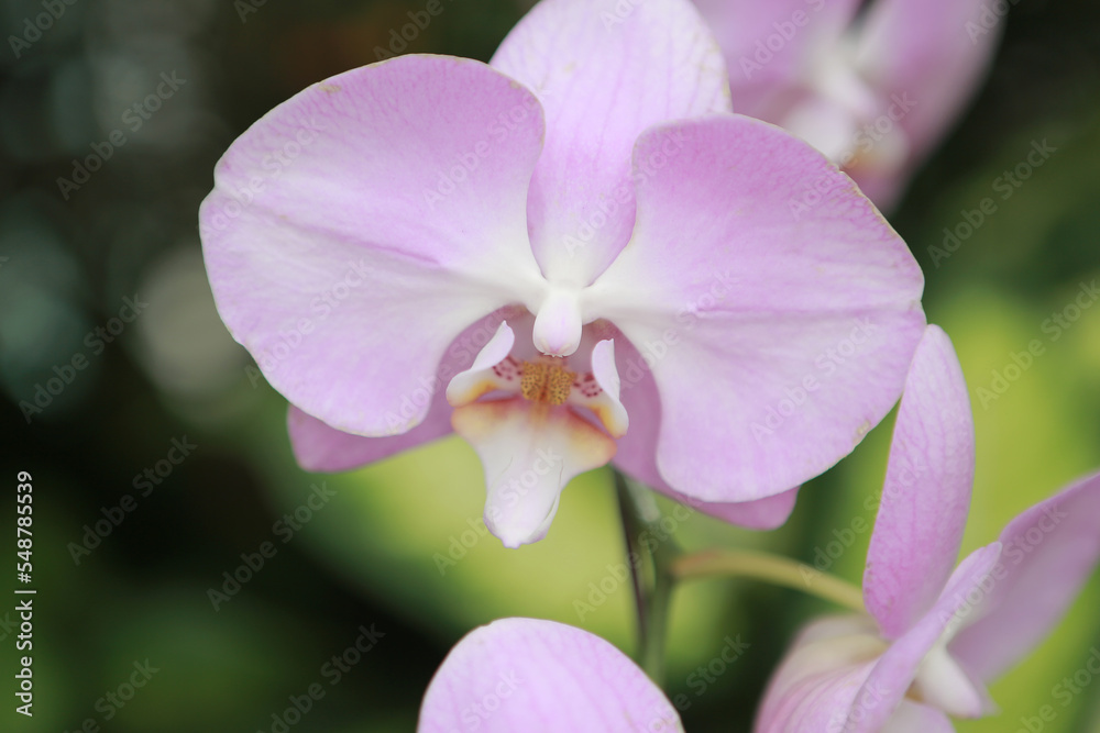 a Fresh Orchid flower, the nature concept image a Fresh Orchid flower, the nature concept image