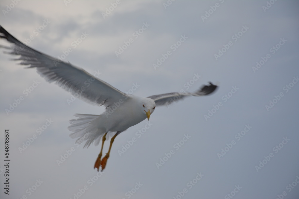 Obraz premium sea bird