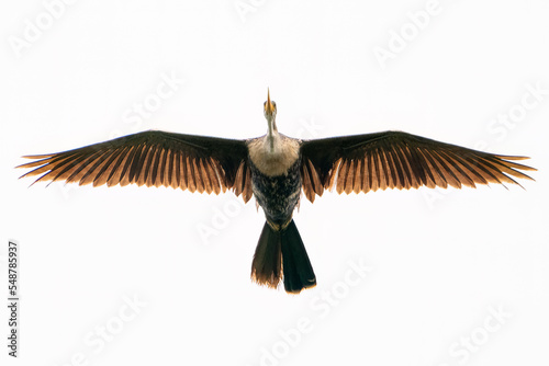 Anhinga in Flight