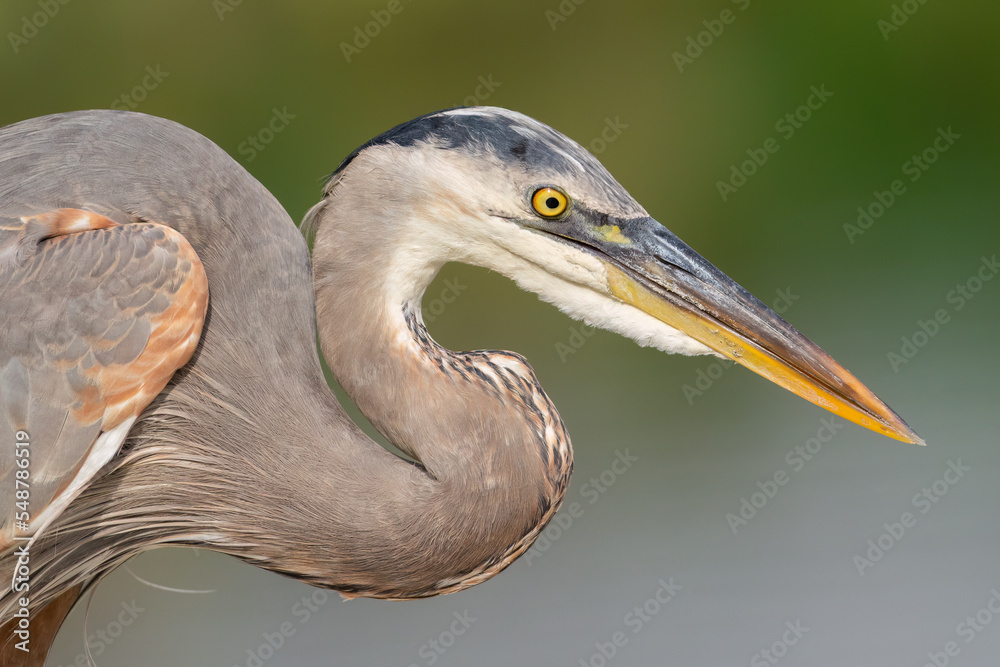 Fototapeta premium Great Blue Heron