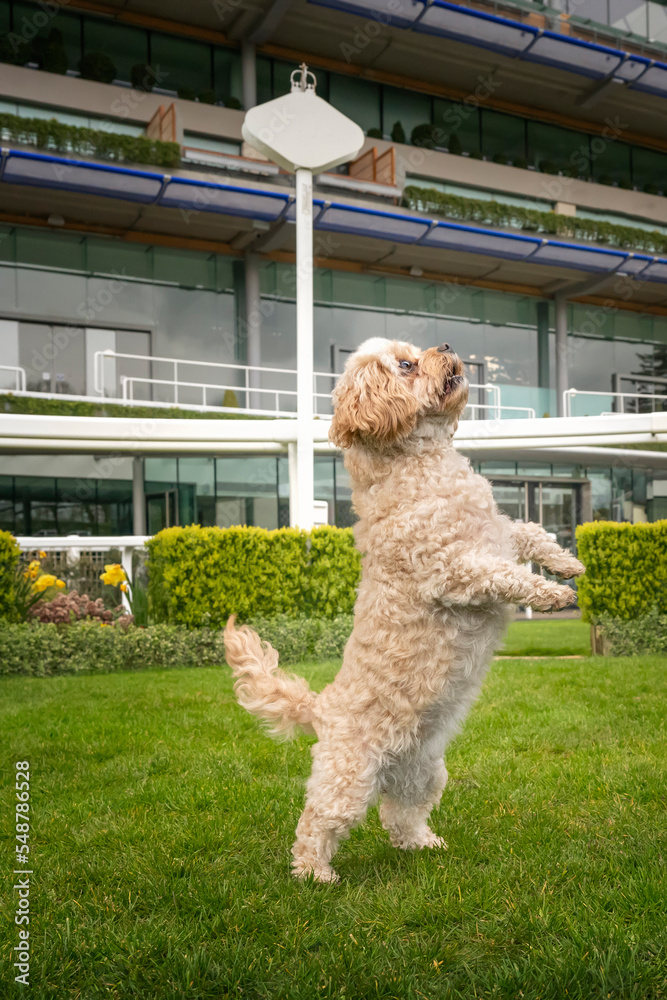 Cavachon standing on their hind legs with their paws out