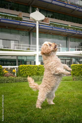 Cavachon standing on their hind legs with their paws out photo