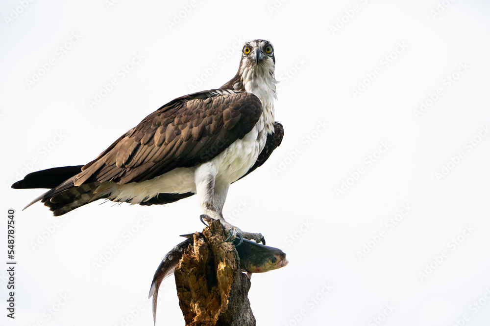 Fototapeta premium Osprey with Fish
