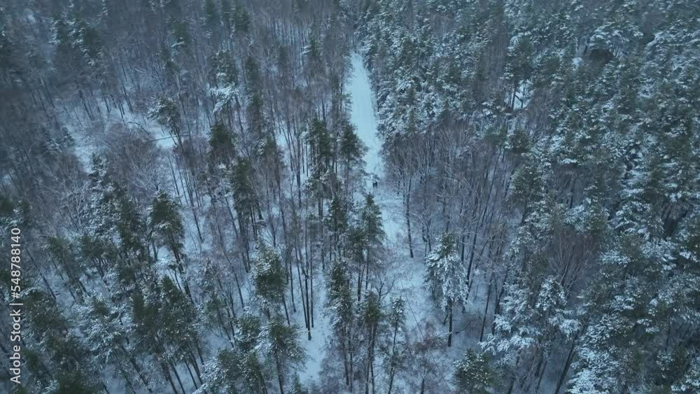 Aerial view of coniferous winter forest and a small houses.. Flying above frozen trees and snow covered ground of dense forest and a small houses for glamping. Top view natural landscape from drone 4k