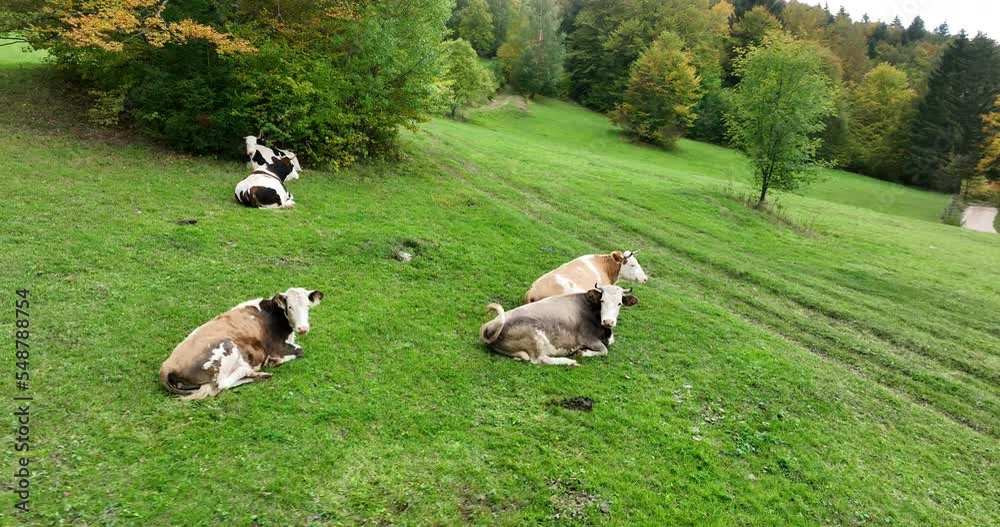 Aerial view of herd of cow animals resting and eating fresh grass on green pasture. Aerial view of herd of cow animals resting and eating fresh grass on green pasture.