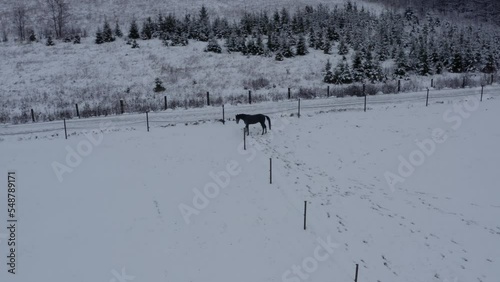 Playful horse in winter lanscape on a ranch. High quality 4k footage
