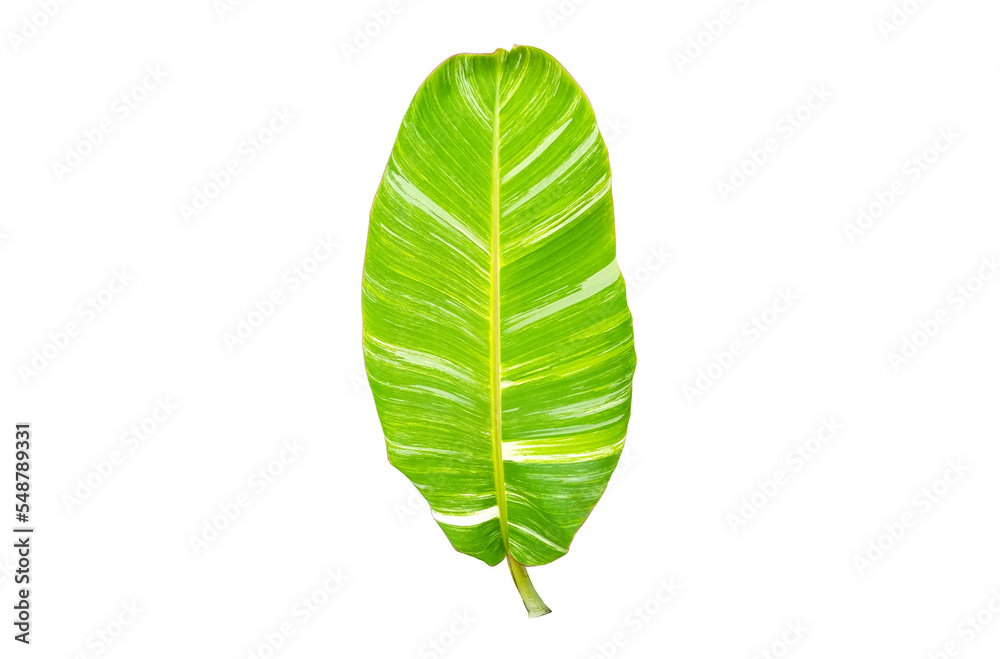 Fototapeta premium Top view, Single banana leaf isolated on white background for design or stock photo, summer flora, nature plant , stripes leave