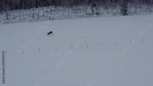 Playful horse in winter lanscape on a ranch. High quality 4k footage