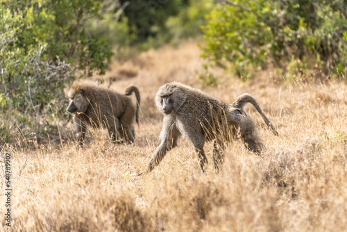 Portrait of an Anubis baboon (Papio anubis) standing in a meadow (Uganda)