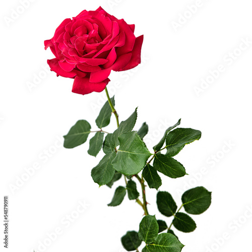 a single red bush rose