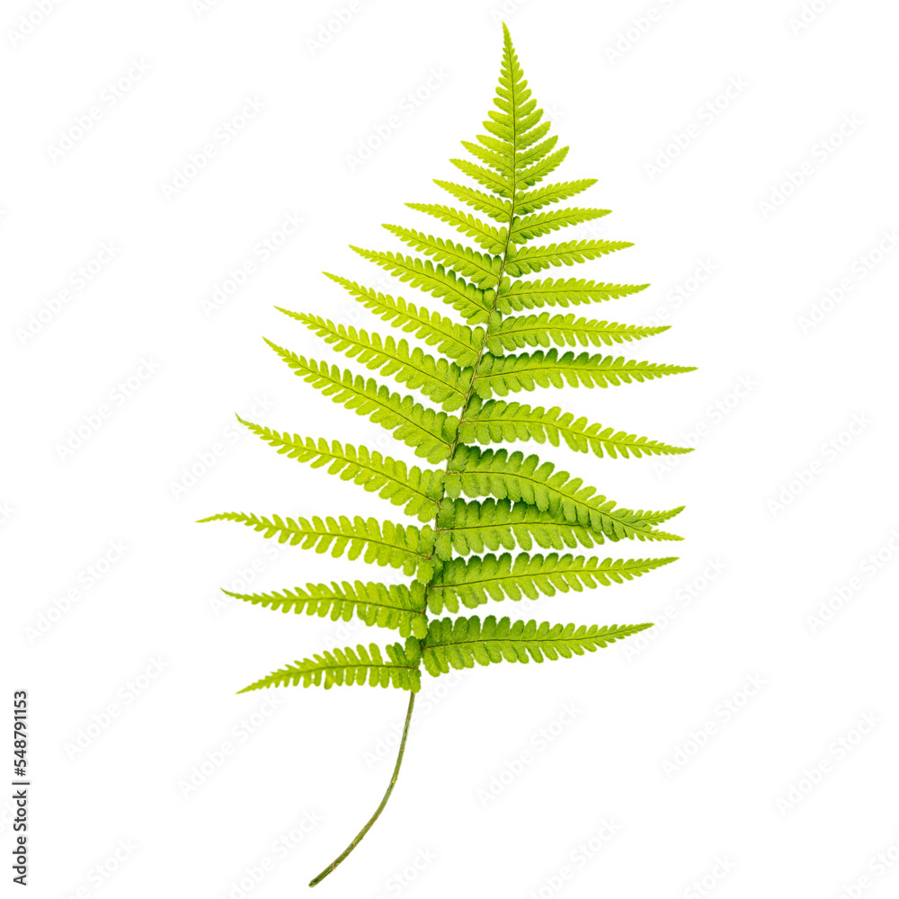 a single fresh fern leaf - obrazy, fototapety, plakaty 