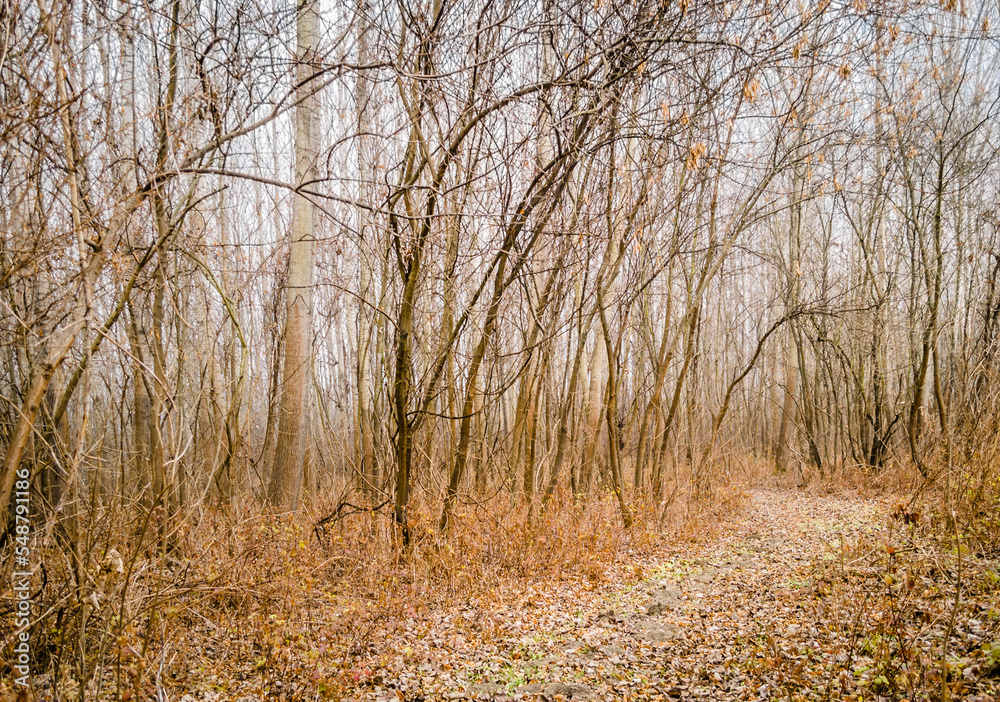 Fototapeta premium Poplar trees in the winter period of the year. The forest in the winter period of the year, covered with morning mist.