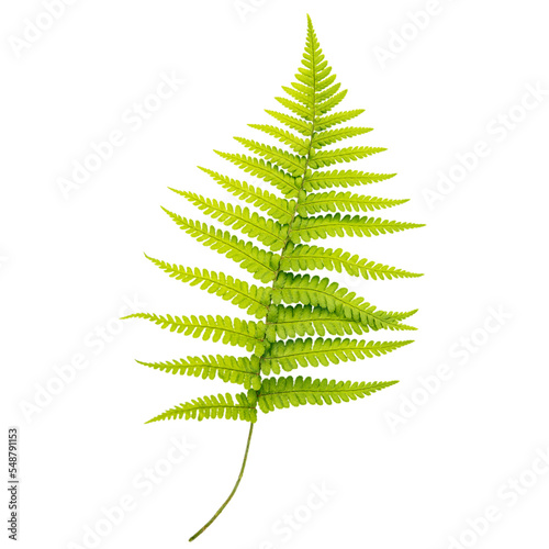 a single fresh fern leaf