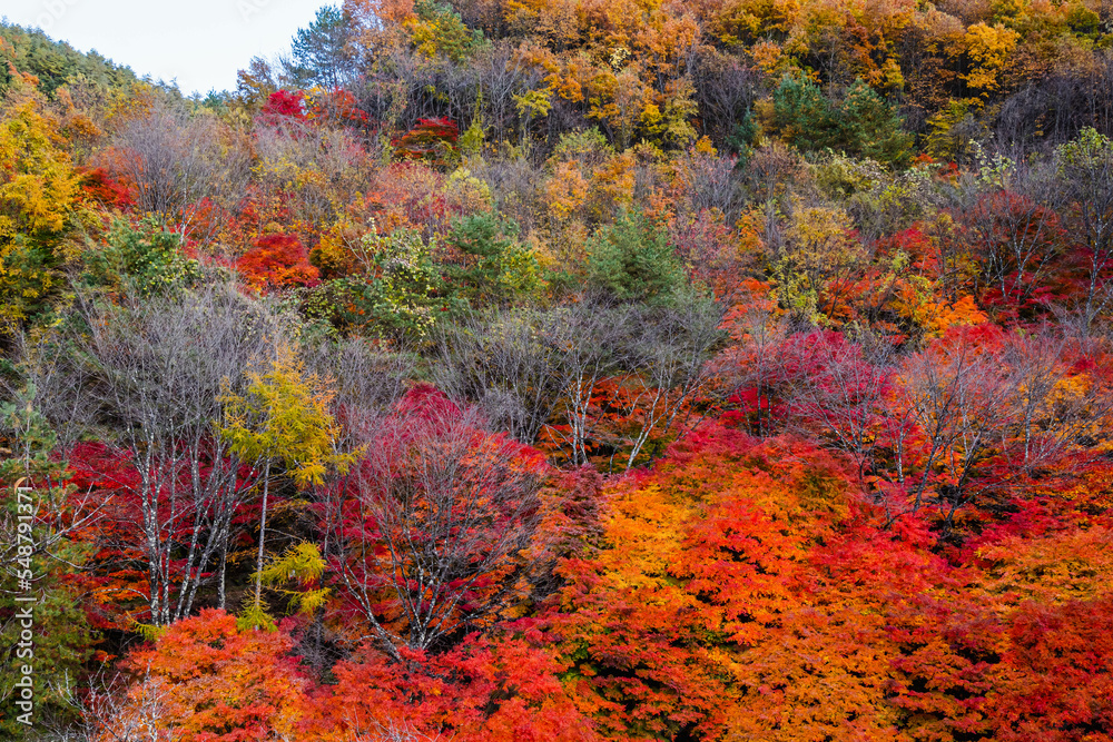 色鮮やかなもみじ湖の紅葉