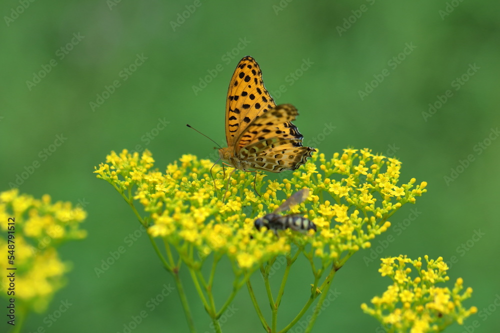 Obraz premium はかなげな繊細な花姿