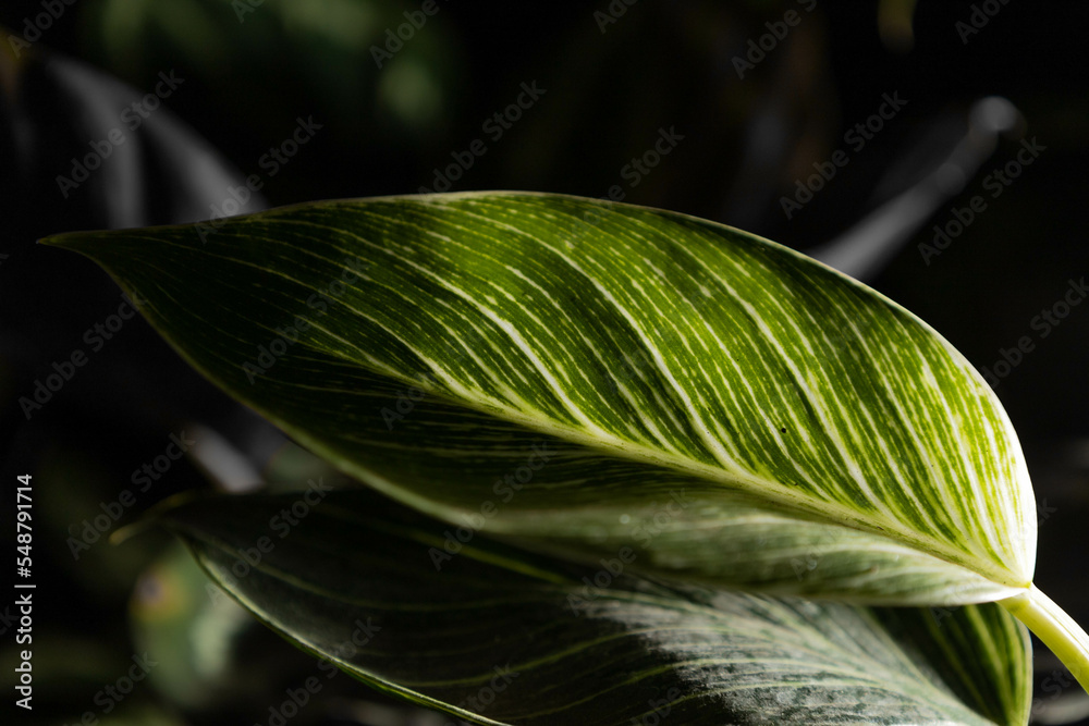 Obraz premium close up of green leaf