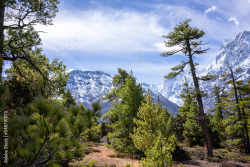 Stunning open landscape with no people in the mountains of the Anapurna Circuit in Nepal. Snowy mountains, green trees and blue sky. Hiking, adventure, camping, freedom, travel