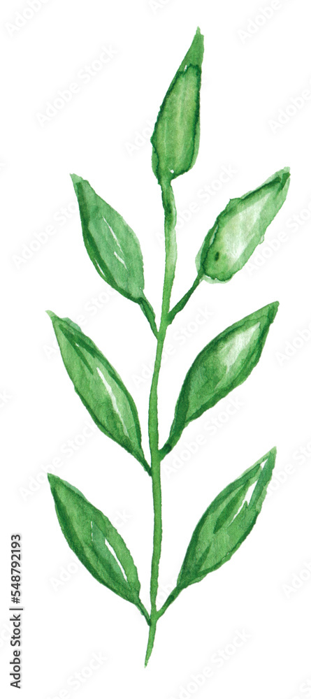 Watercolor green herb hand painted, PNG clipart isolated on transparent background