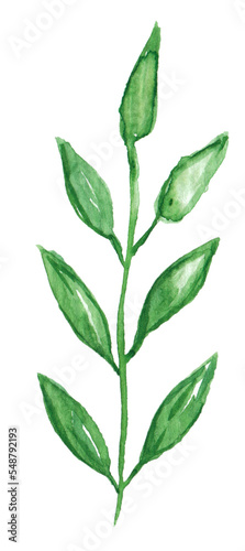 Watercolor green herb hand painted  PNG clipart isolated on transparent background