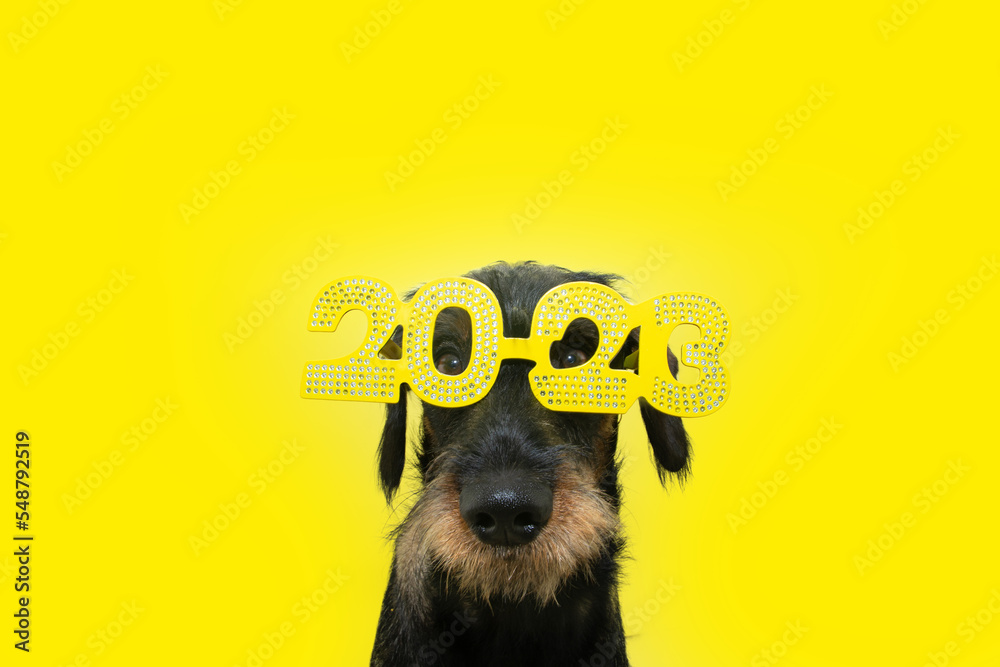 Funny dog celebrating new year 2023 with sign costume. Isolated on yellow background - obrazy, fototapety, plakaty 
